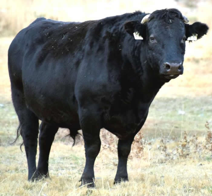Full Blood Wagyu Black Bull Bar V 618D ET FB24437 Frozen Semen Available