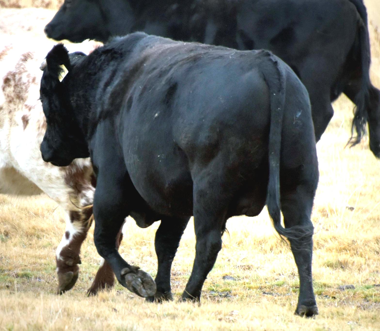 Full Blood Wagyu Black Bull Bar V 618D ET FB24437 Frozen Semen Available