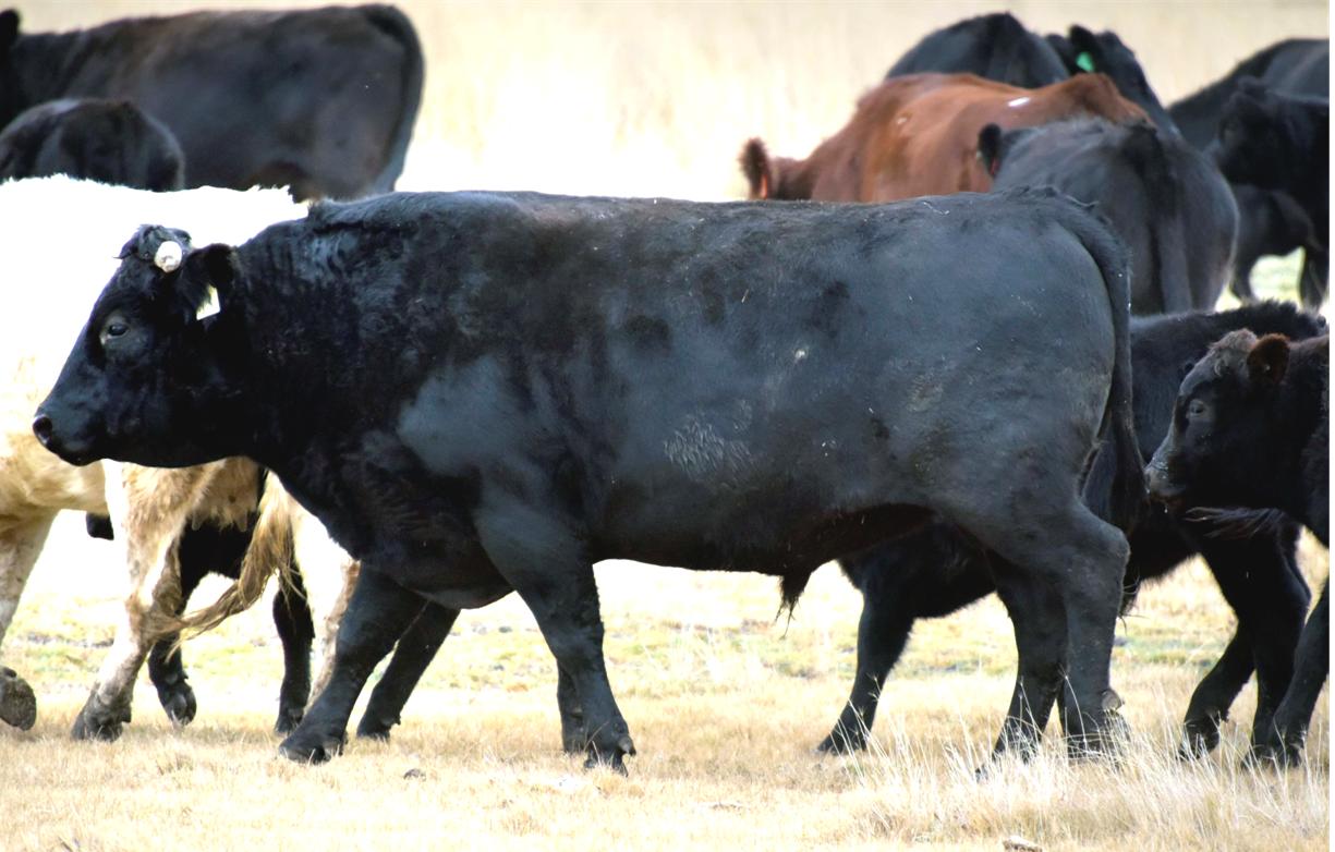 Full Blood Wagyu Black Bull Bar V 618D ET FB24437 Frozen Semen Available