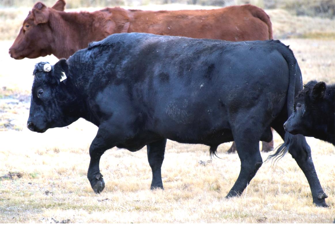 Full Blood Wagyu Black Bull Bar V 618D ET FB24437 Frozen Semen Available
