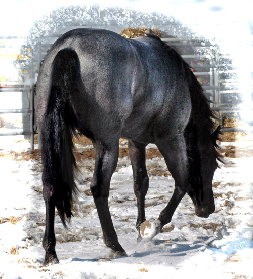 Hollywood Dunit Good Buckskin Stallion Standing at Ackermans Performance Horses