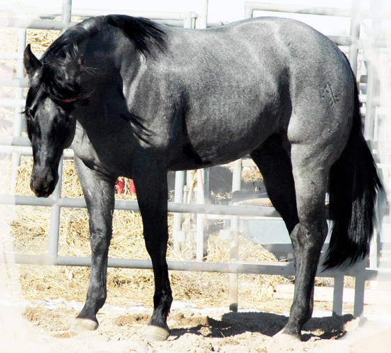 Hollywood Dunit Good Buckskin Stallion Standing at Ackermans Performance Horses