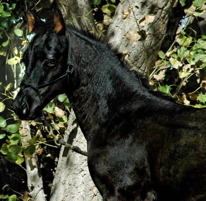 Black Hawke 2011 Blue Roan Stallion ~ Homozygous Roan ~ Standing at Stud