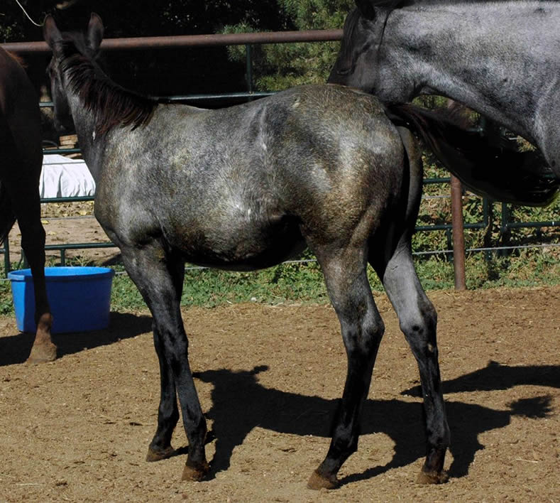 Black Hawke 2011 Blue Roan Stallion ~ Homozygous Roan ~ Standing at Stud