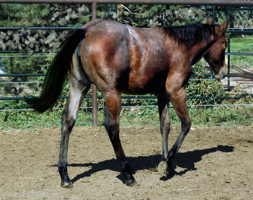 Black Hawke 2011 Blue Roan Stallion ~ Homozygous Roan ~ Standing at Stud