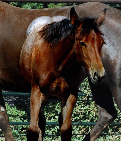 Black Hawke 2011 Blue Roan Stallion ~ Homozygous Roan ~ Standing at Stud