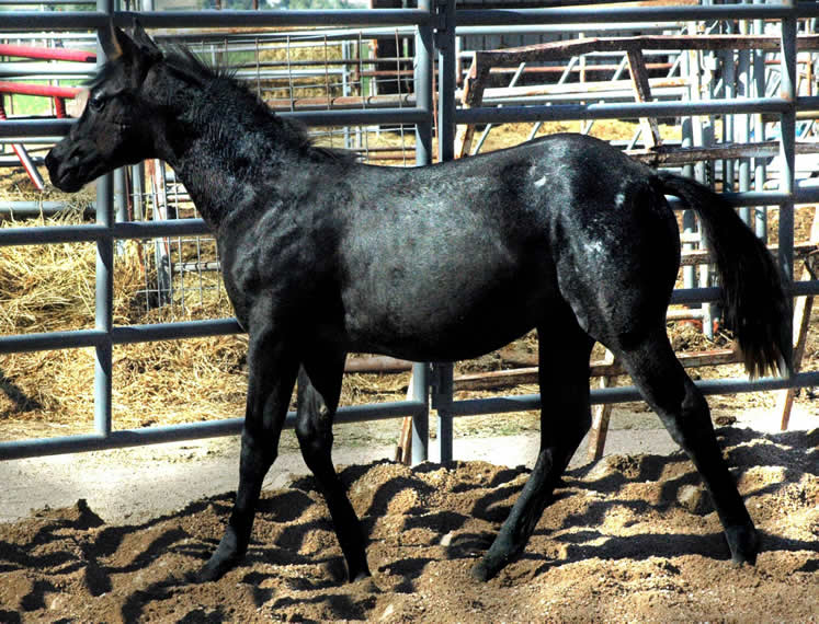 Black Hawke 2011 Blue Roan Stallion ~ Homozygous Roan ~ Standing at Stud