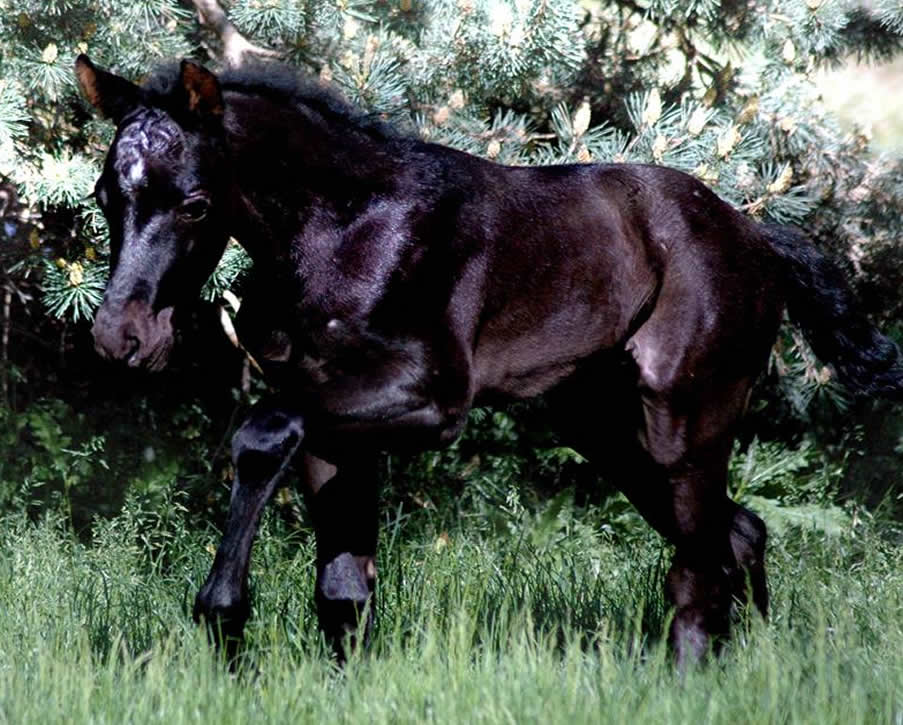 Black Hawke 2011 Blue Roan Stallion ~ Homozygous Roan ~ Standing at Stud