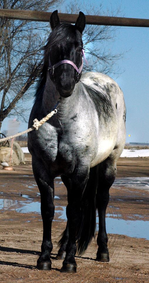 Black Hawke 2011 Blue Roan Stallion ~ Homozygous Roan ~ Standing at Stud