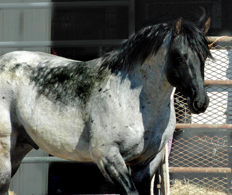 Black Hawke 2011 Blue Roan Stallion ~ Homozygous Roan ~ Standing at Stud