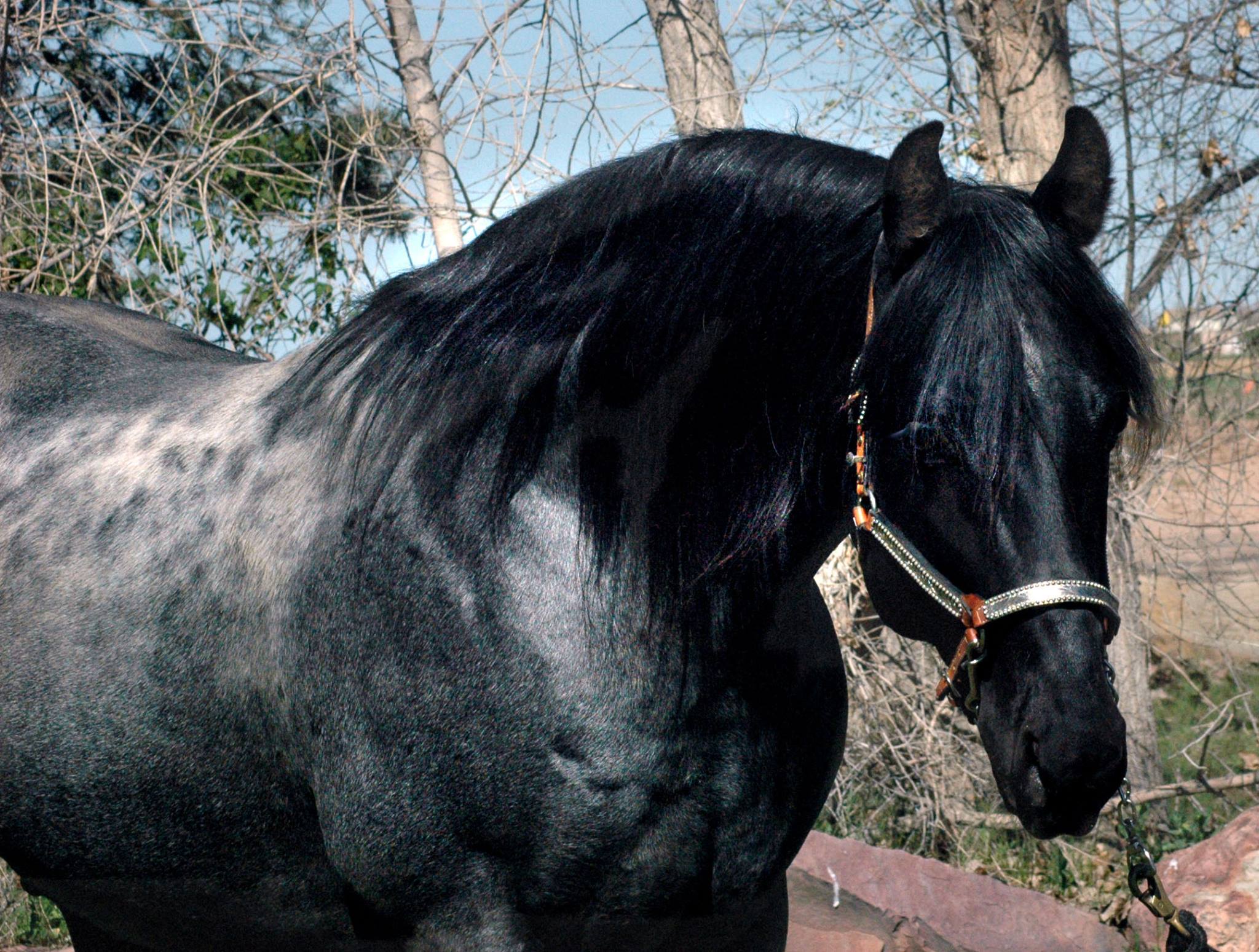 Black Hawke 2011 Blue Roan Stallion ~ Homozygous Roan ~ Standing at Stud