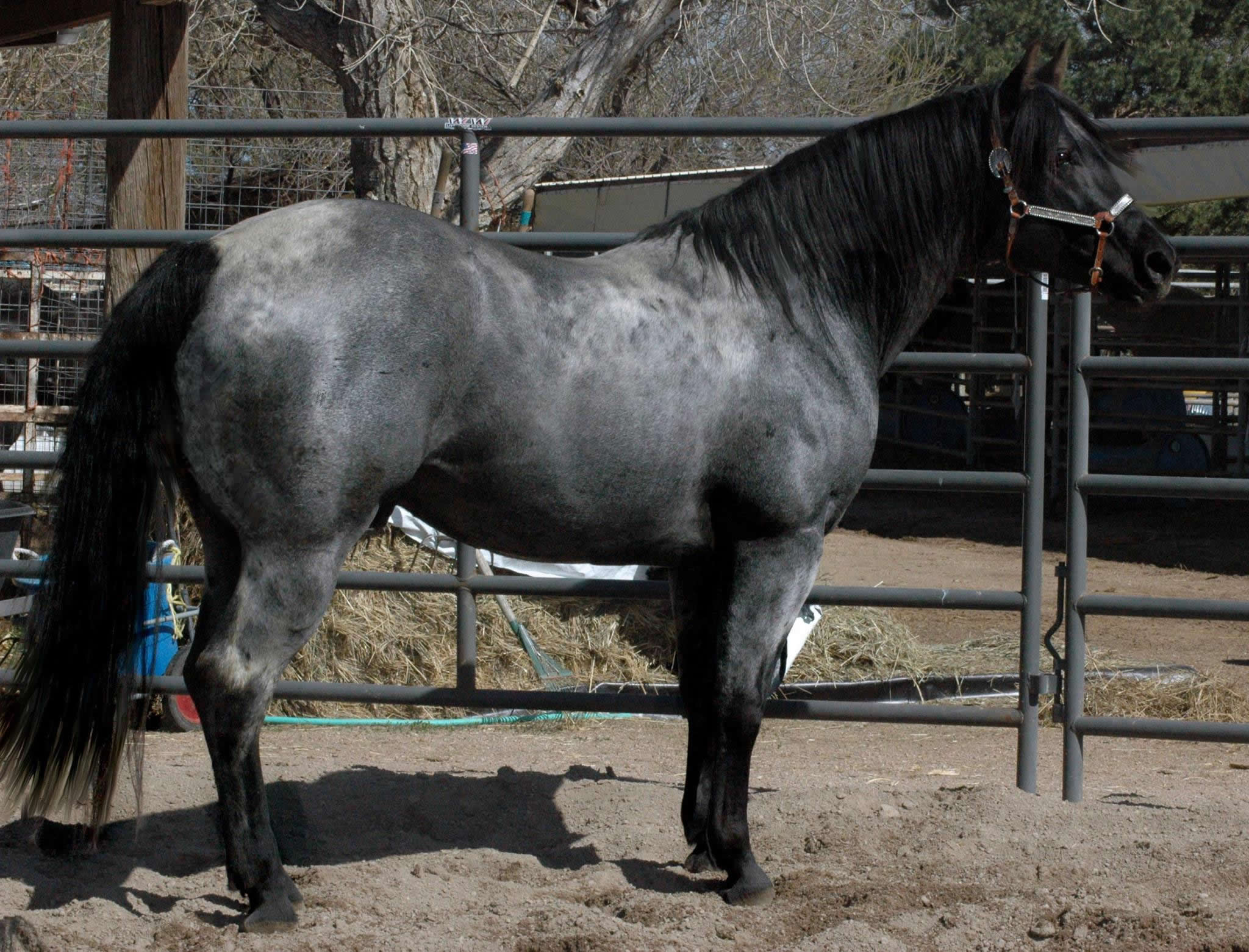 Black Hawke 2011 Blue Roan Stallion ~ Homozygous Roan ~ Standing at Stud