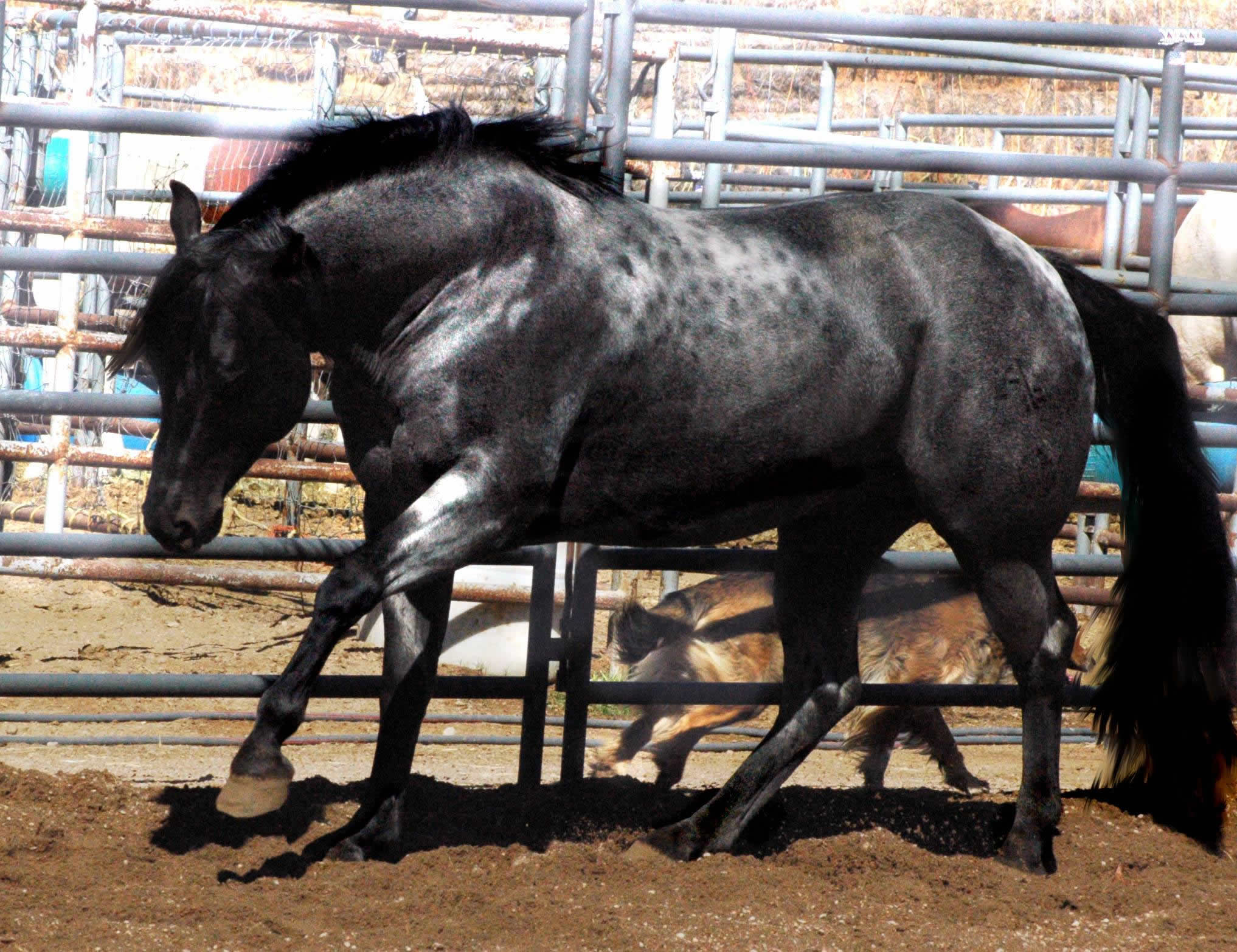 Black Hawke 2011 Blue Roan Stallion ~ Homozygous Roan ~ Standing at Stud