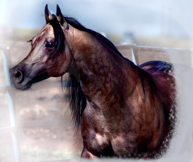 Hollywood Dunit Good Buckskin Stallion Standing at Ackermans Performance Horses