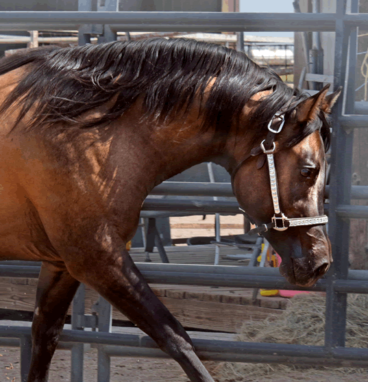 Dunnit N Rawhide 2016 Stallion Homozygous Black - Sire Hollywood Dunit Good -  Dam Sheza Rawhide Lena