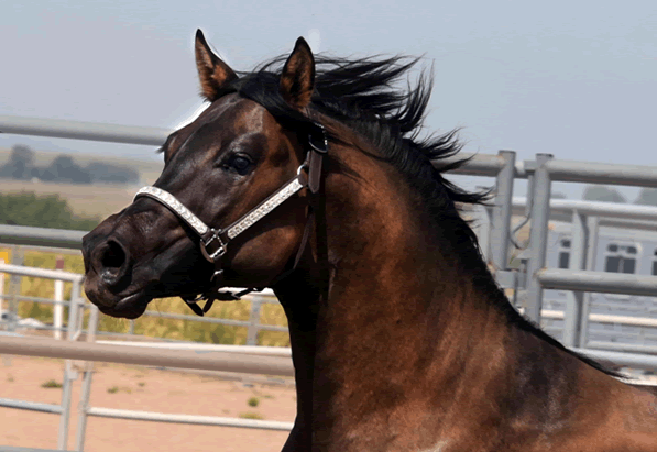 Dunnit N Rawhide 2016 Stallion Homozygous Black - Sire Hollywood Dunit Good -  Dam Sheza Rawhide Lena