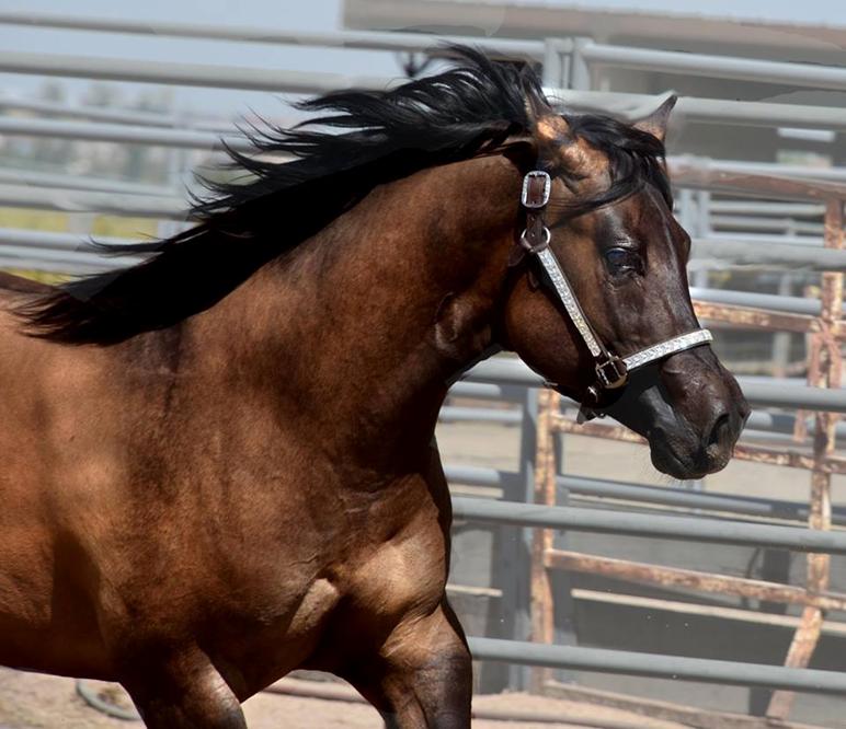 Dunnit N Rawhide 2016 Stallion Homozygous Black - Sire Hollywood Dunit Good -  Dam Sheza Rawhide Lena