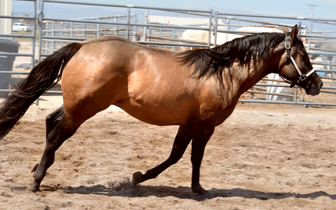 Dunnit N Rawhide 2016 Stallion Homozygous Black - Sire Hollywood Dunit Good -  Dam Sheza Rawhide Lena