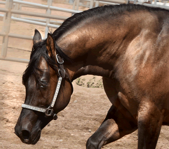 Dunnit N Rawhide 2016 Stallion Homozygous Black - Sire Hollywood Dunit Good -  Dam Sheza Rawhide Lena