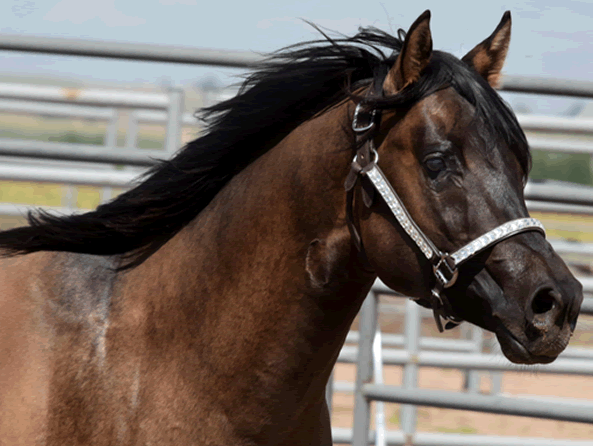 Dunnit N Rawhide 2016 Stallion Homozygous Black - Sire Hollywood Dunit Good -  Dam Sheza Rawhide Lena