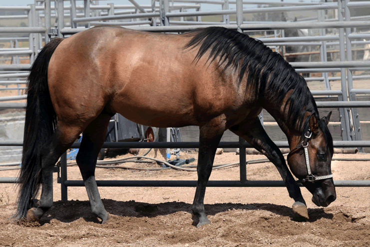 Dunnit N Rawhide 2016 Stallion Homozygous Black - Sire Hollywood Dunit Good -  Dam Sheza Rawhide Lena