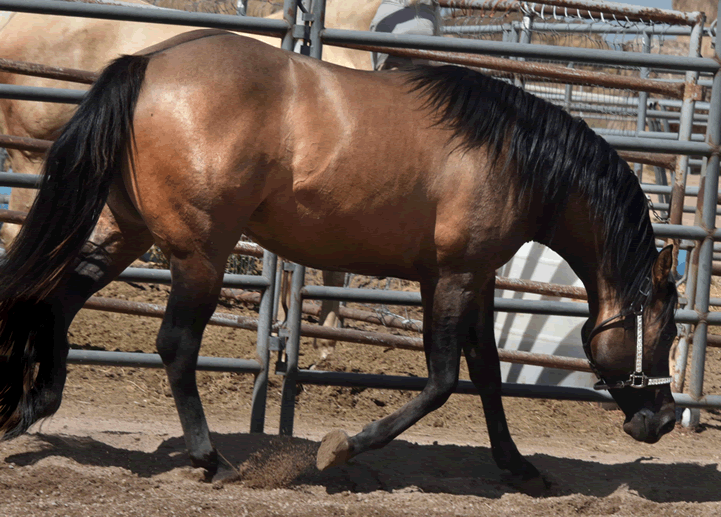 Dunnit N Rawhide 2016 Stallion Homozygous Black - Sire Hollywood Dunit Good -  Dam Sheza Rawhide Lena