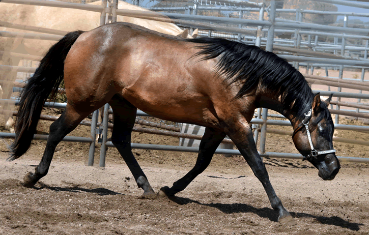 Dunnit N Rawhide 2016 Stallion Homozygous Black - Sire Hollywood Dunit Good -  Dam Sheza Rawhide Lena