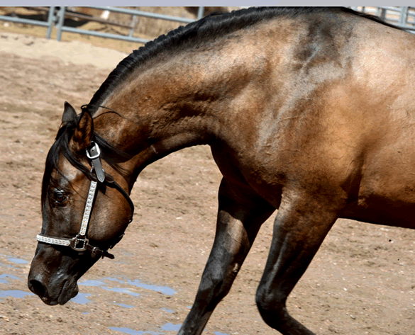 Dunnit N Rawhide 2016 Stallion Homozygous Black - Sire Hollywood Dunit Good -  Dam Sheza Rawhide Lena