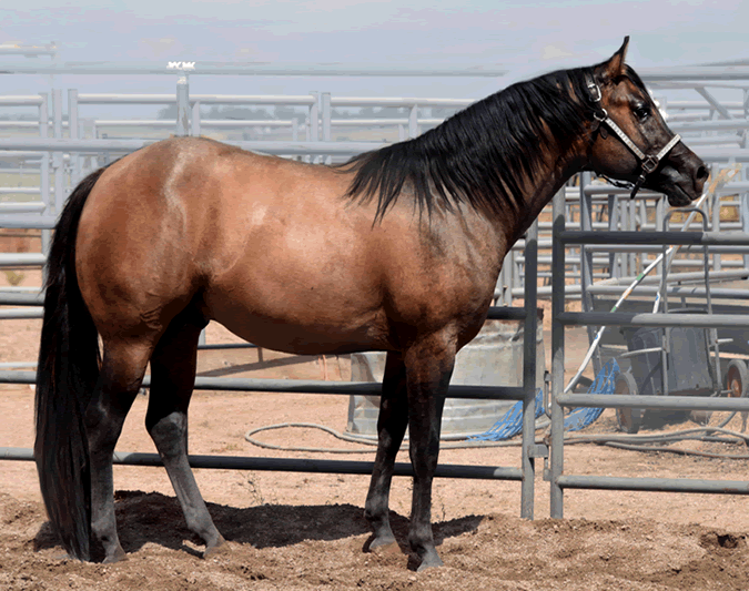 Dunnit N Rawhide 2016 Stallion Homozygous Black - Sire Hollywood Dunit Good -  Dam Sheza Rawhide Lena