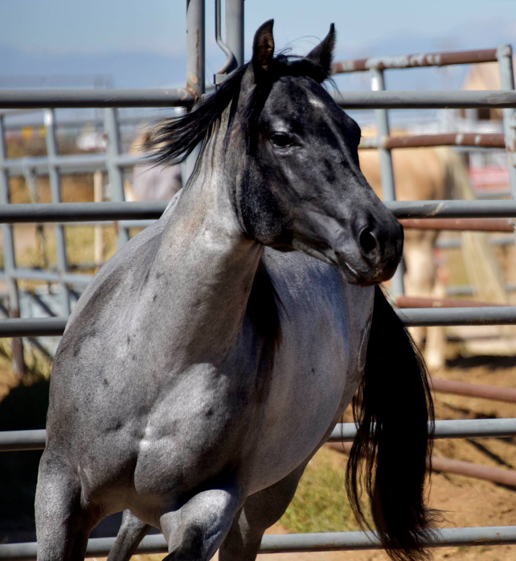 Sylent Knight 2020 Blue Roan Stallion ~ Homozygous Roan & Black ~ Standing at Stud