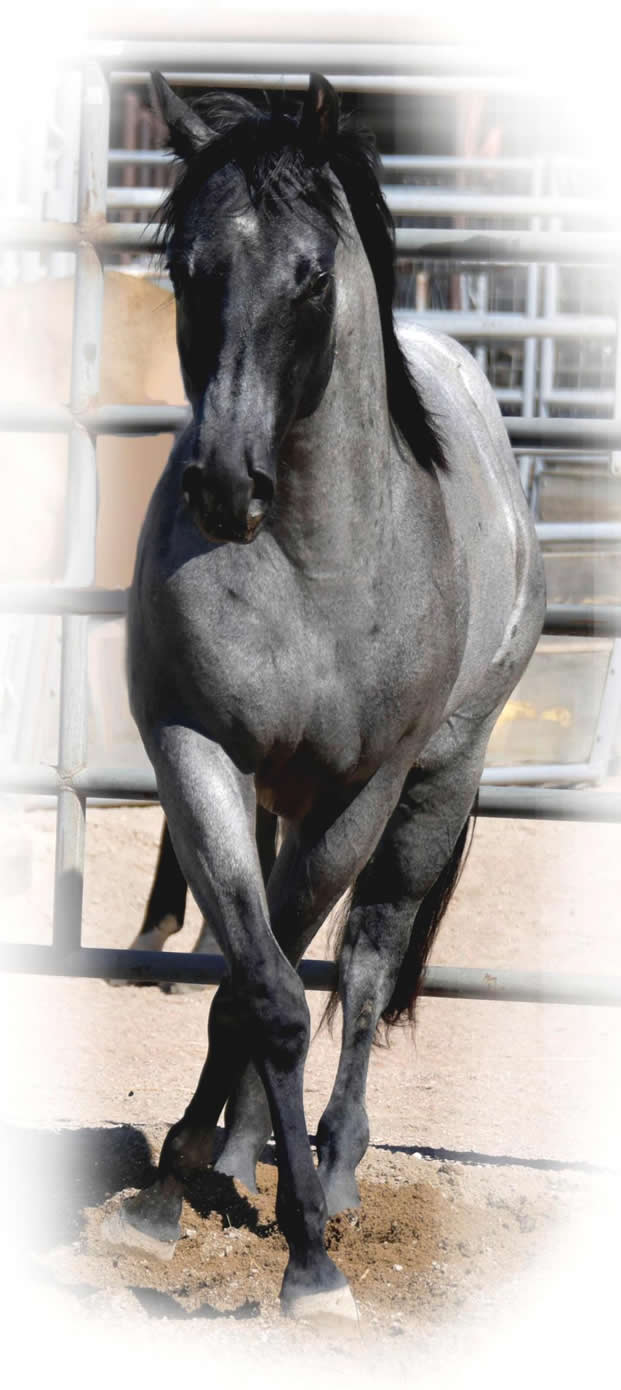 Sylent Knight 2020 Blue Roan Stallion ~ Homozygous Roan & Black ~ Standing at Stud