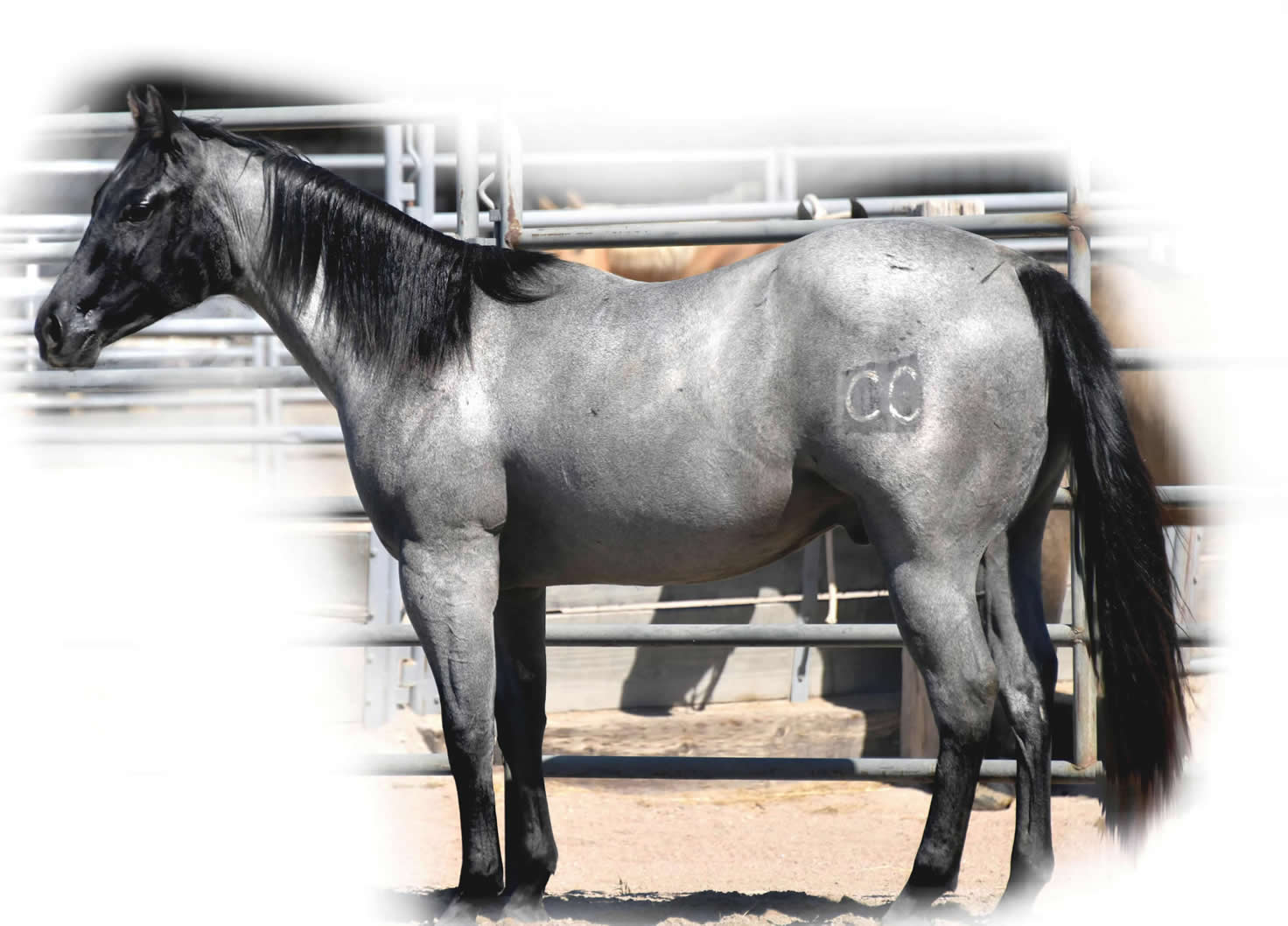 Sylent Knight 2020 Blue Roan Stallion ~ Homozygous Roan & Black ~ Standing at Stud