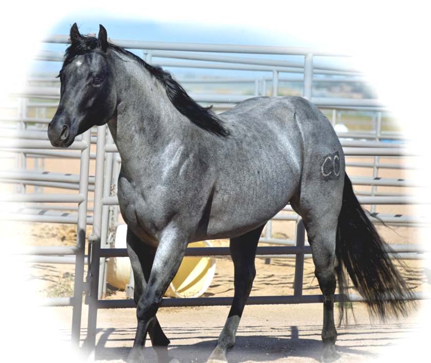 Sylent Knight 2020 Blue Roan Stallion ~ Homozygous Roan & Black ~ Standing at Stud