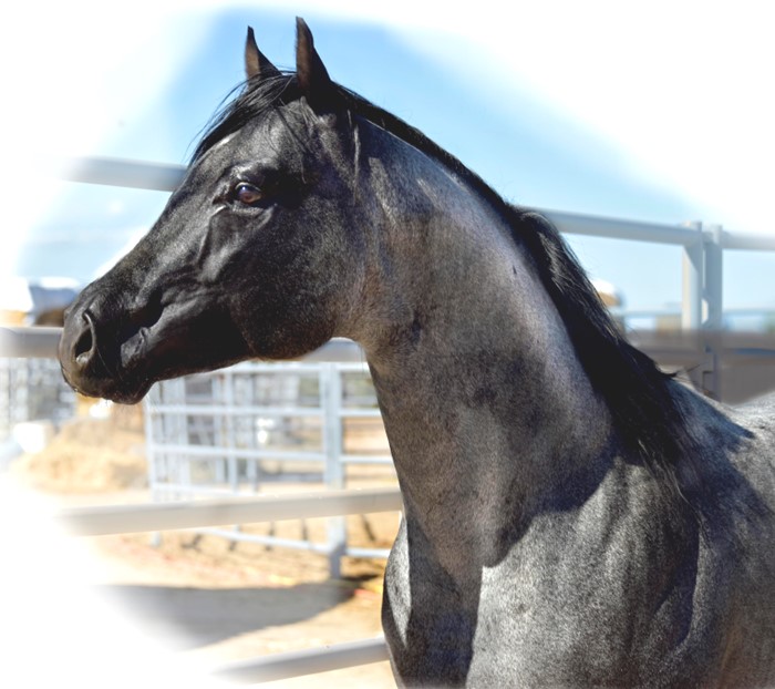Sylent Knight 2020 Blue Roan Stallion ~ Homozygous Roan & Black ~ Standing at Stud