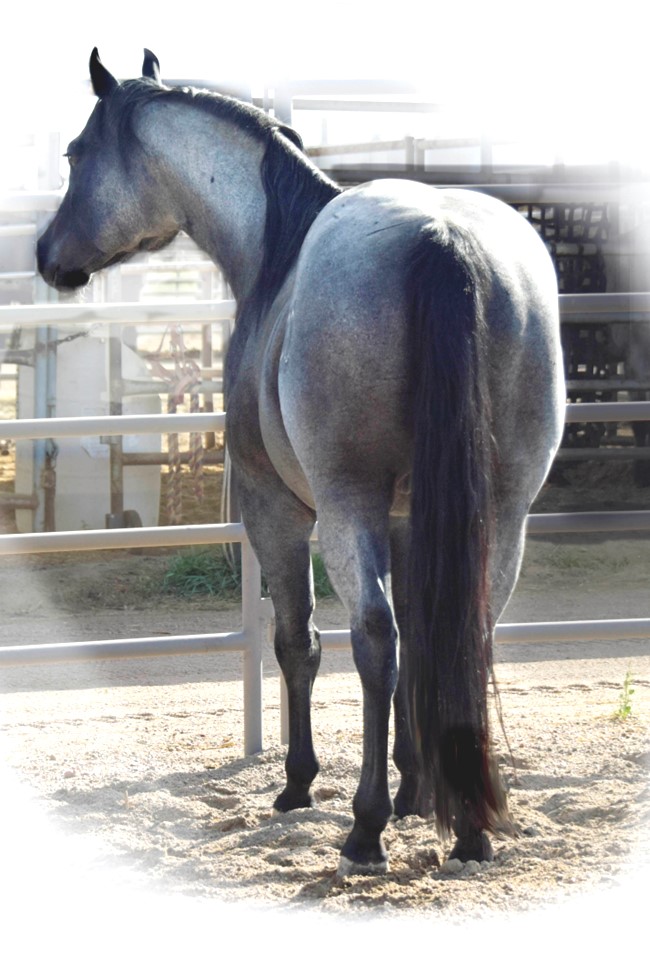 Sylent Knight 2020 Blue Roan Stallion ~ Homozygous Roan & Black ~ Standing at Stud