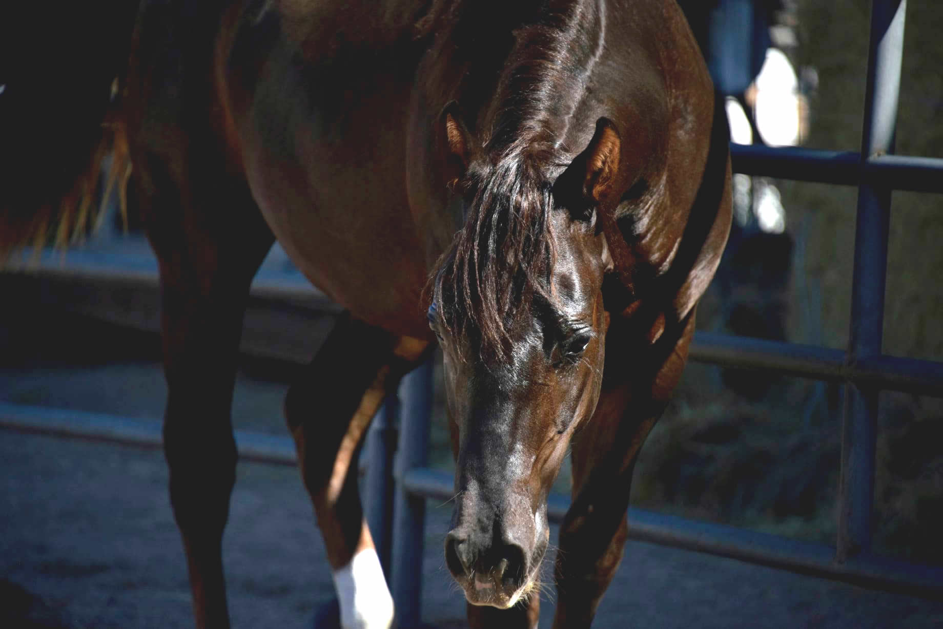 Gun a Be a Tuff 2022 - AQHA Liver Chesnut Stallion by Heavy Duty Chex