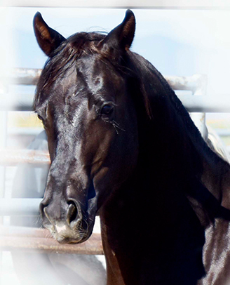  Doc's Dark Star Chesnut Homozygous Chesnut APHA Stallion Ackerman's Breeding Center Donna Ackerman