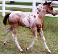 Ty - CF Whirlin Thunder - Homozygous Tobiano & Homozygous Black Paint Stallion's Foals