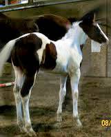 Ty - CF Whirlin Thunder - Homozygous Tobiano & Homozygous Black Paint Stallion's Foals