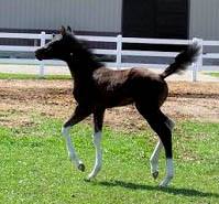 Ty - CF Whirlin Thunder - Homozygous Tobiano & Homozygous Black Paint Stallion's Foals