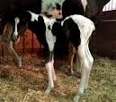 Ty - CF Whirlin Thunder - Homozygous Tobiano & Homozygous Black Paint Stallion's Foals