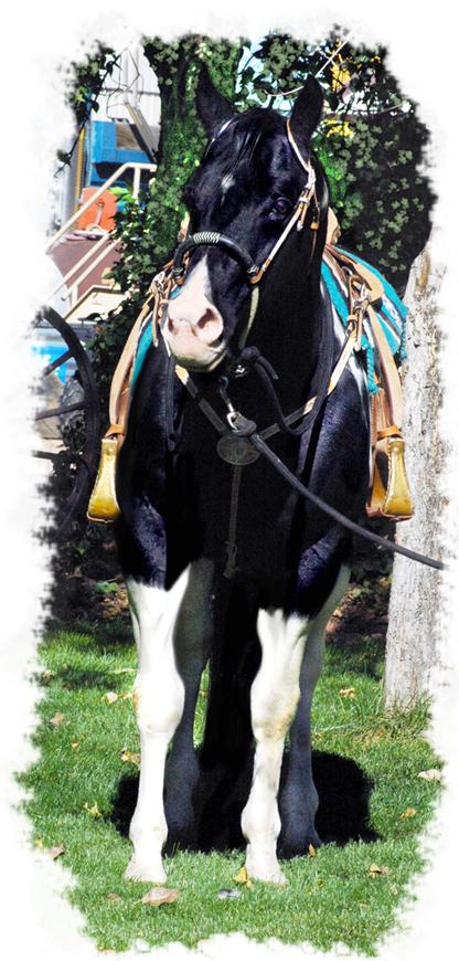 Ty - CF Whirlin Thunder - Homozygous Tobiano & Homozygous Black Paint Stallion