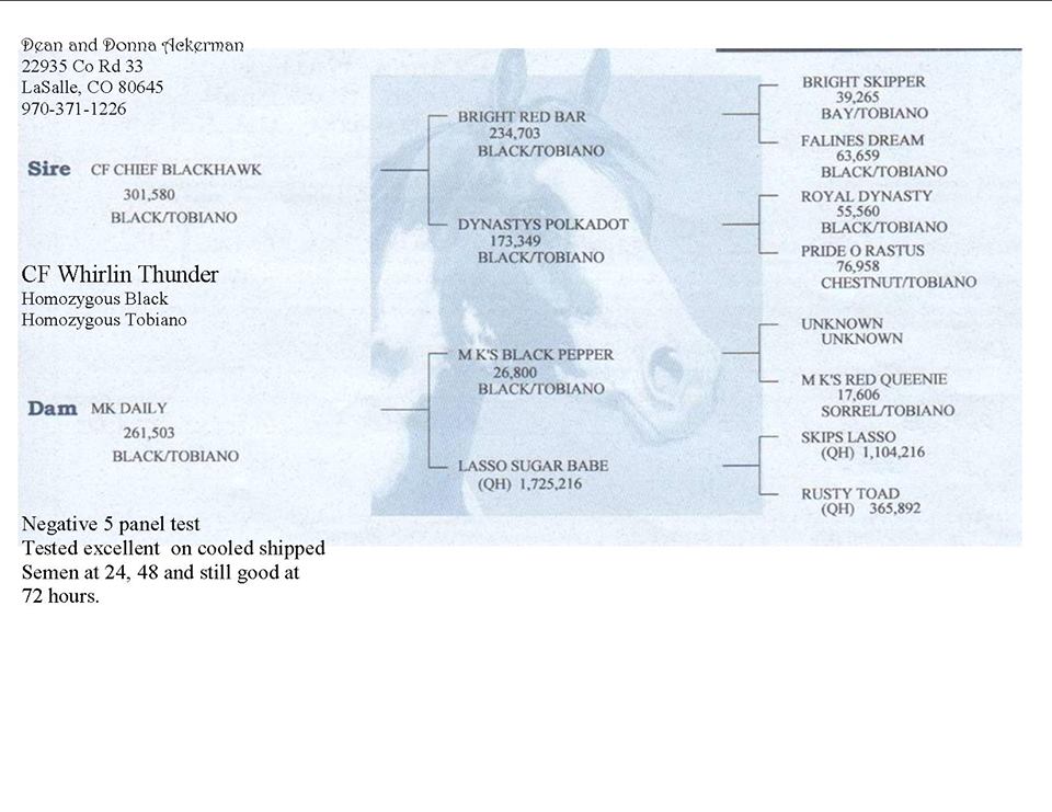 Ty - CF Whirlin Thunder - Homozygous Tobiano & Homozygous Black Paint Stallion - Pedigree