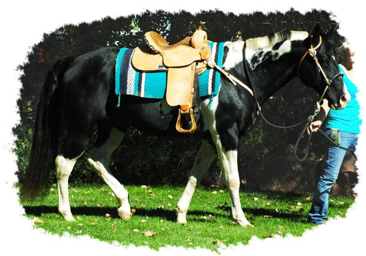 Ty - CF Whirlin Thunder - Homozygous Tobiano & Homozygous Black Paint Stallion