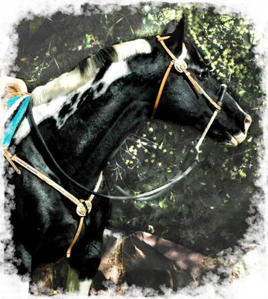 Ty - CF Whirlin Thunder - Homozygous Tobiano & Homozygous Black Paint Stallion