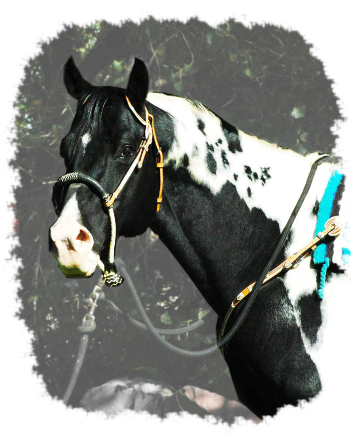 Ty - CF Whirlin Thunder - Homozygous Tobiano & Homozygous Black Paint Stallion