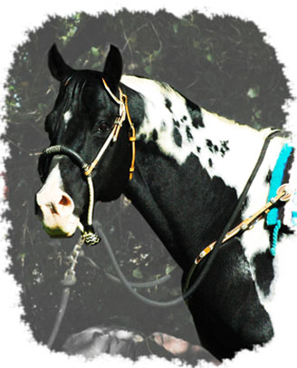  Doc's Dark Star Chesnut Homozygous Chesnut APHA Stallion Ackerman's Breeding Center Donna Ackerman