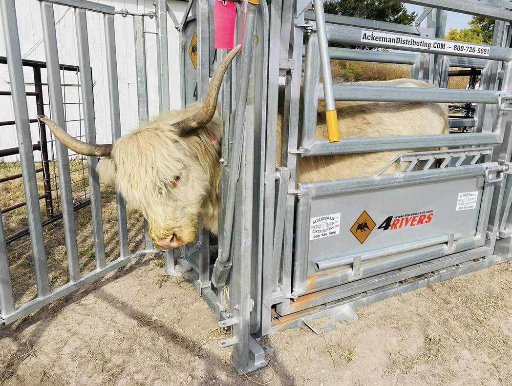 4 Rivers Diamond Vet Squeeze Chute, Parallel Squeeze, Single Side Exit, Galvanized - Cow in Headgate