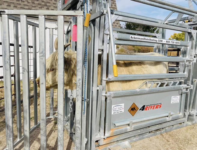 4 Rivers Diamond Vet Squeeze Chute, Parallel Squeeze, Single Side Exit, Galvanized - Cow in Headgate
