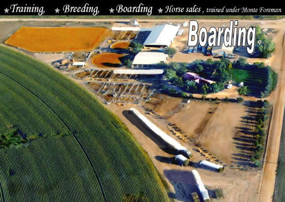 Ackerman's Performance Horses Boarding, Trainining, Breeding. Ackerman Distributing, Construction, & Farming